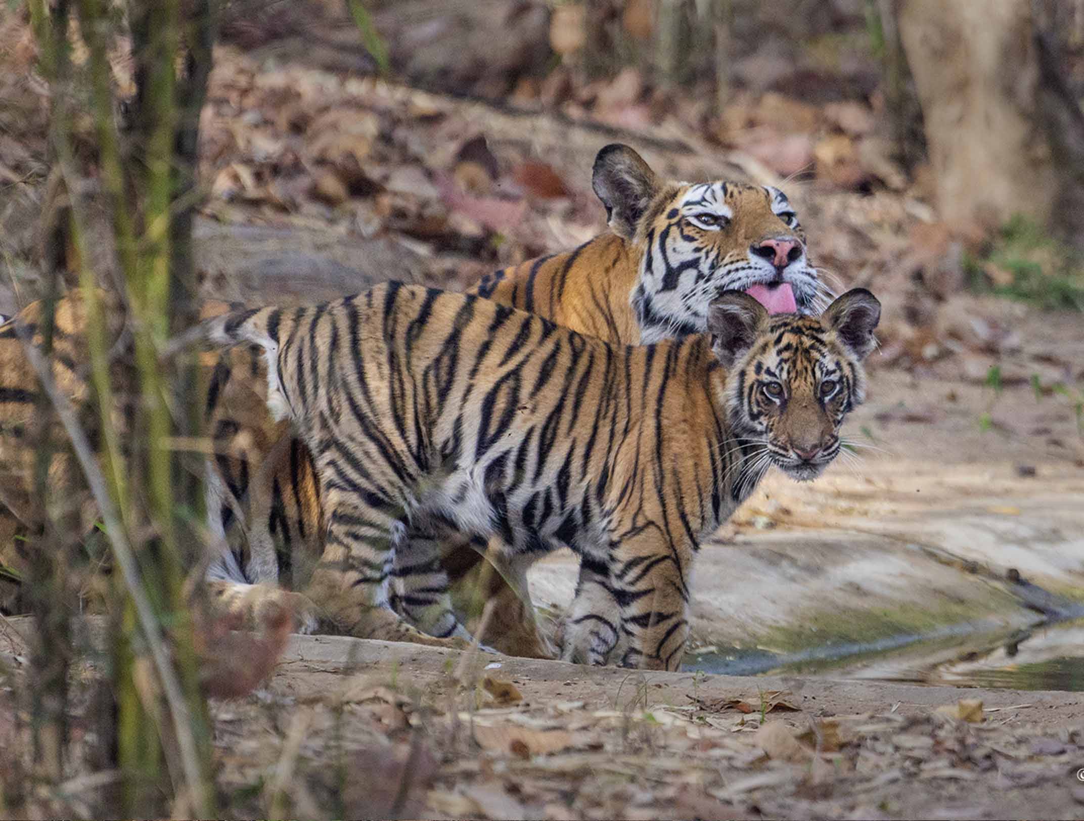 bandhavgarh tiger safari