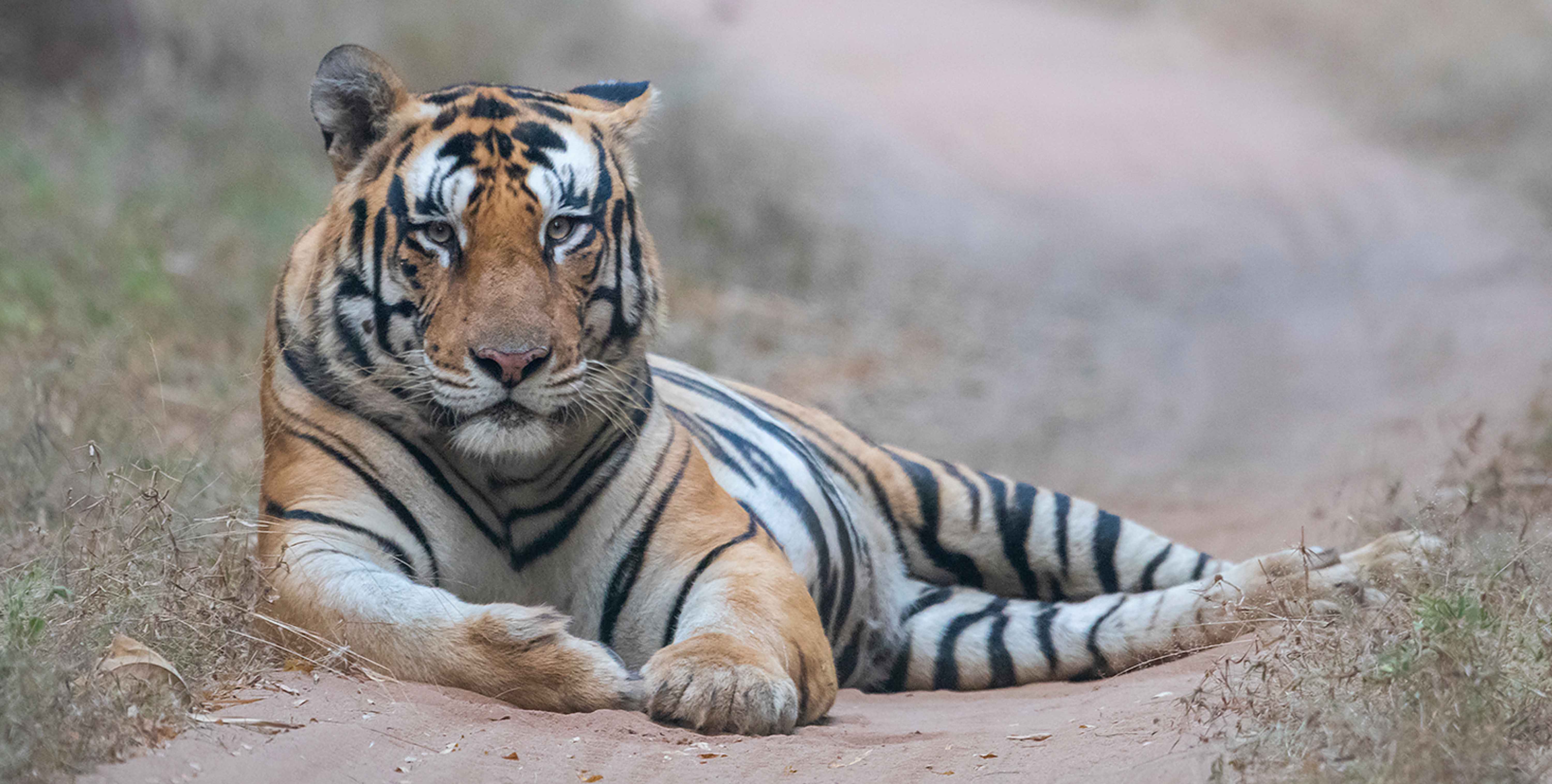 Tiger Safari in Bandhavgarh