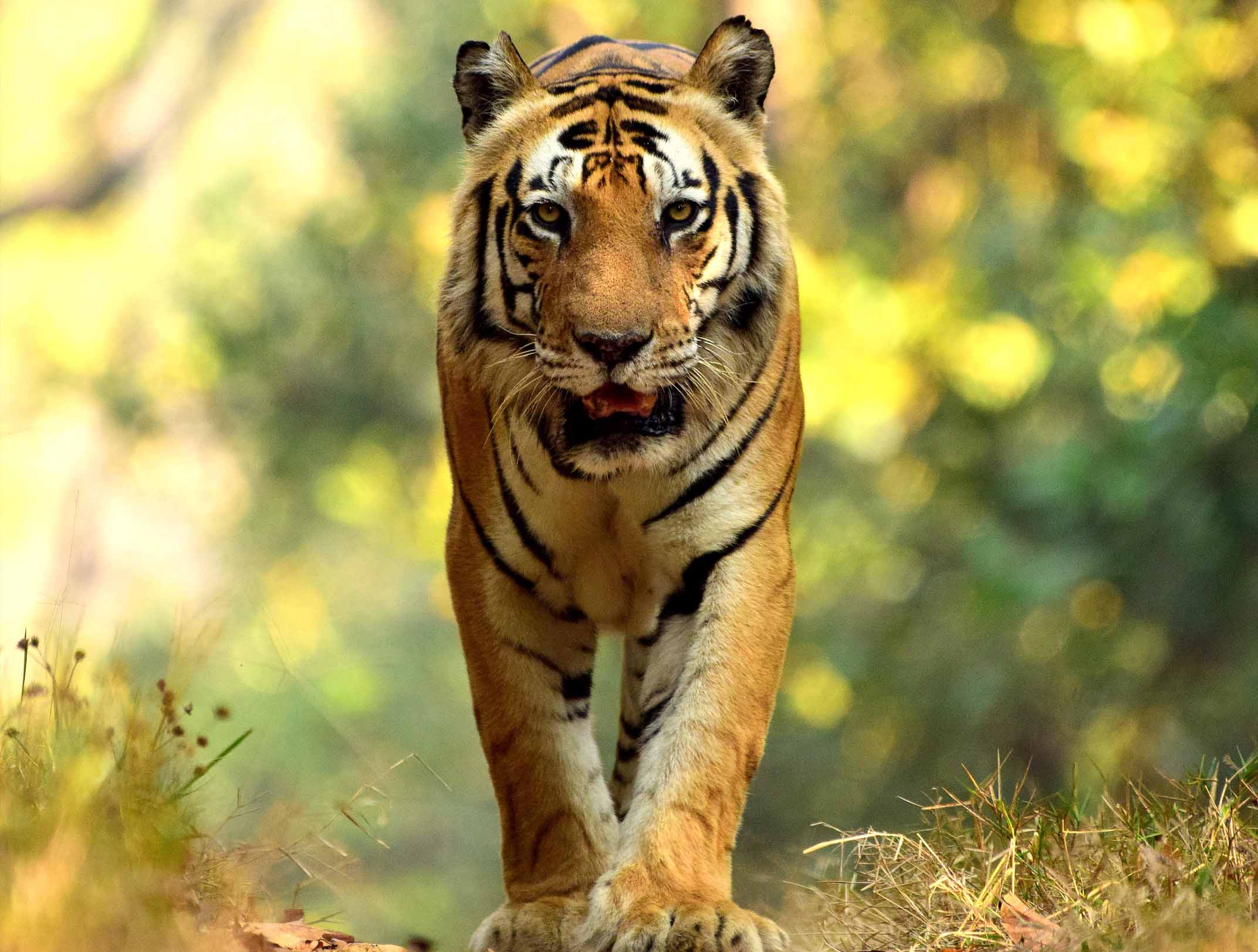 kanha tiger reserve tours