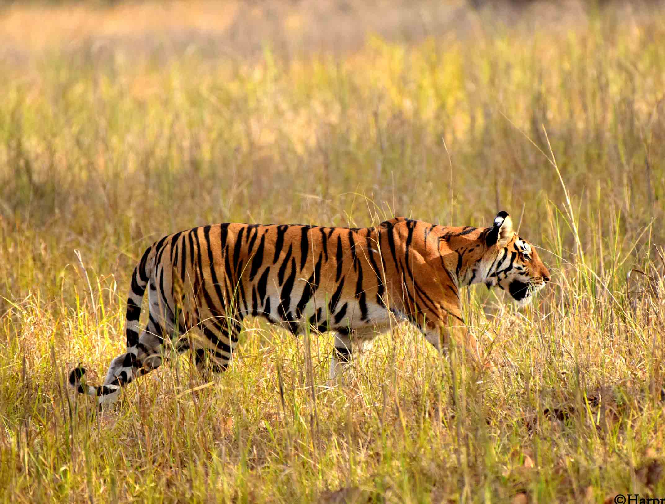 Zones in Kanha National Park