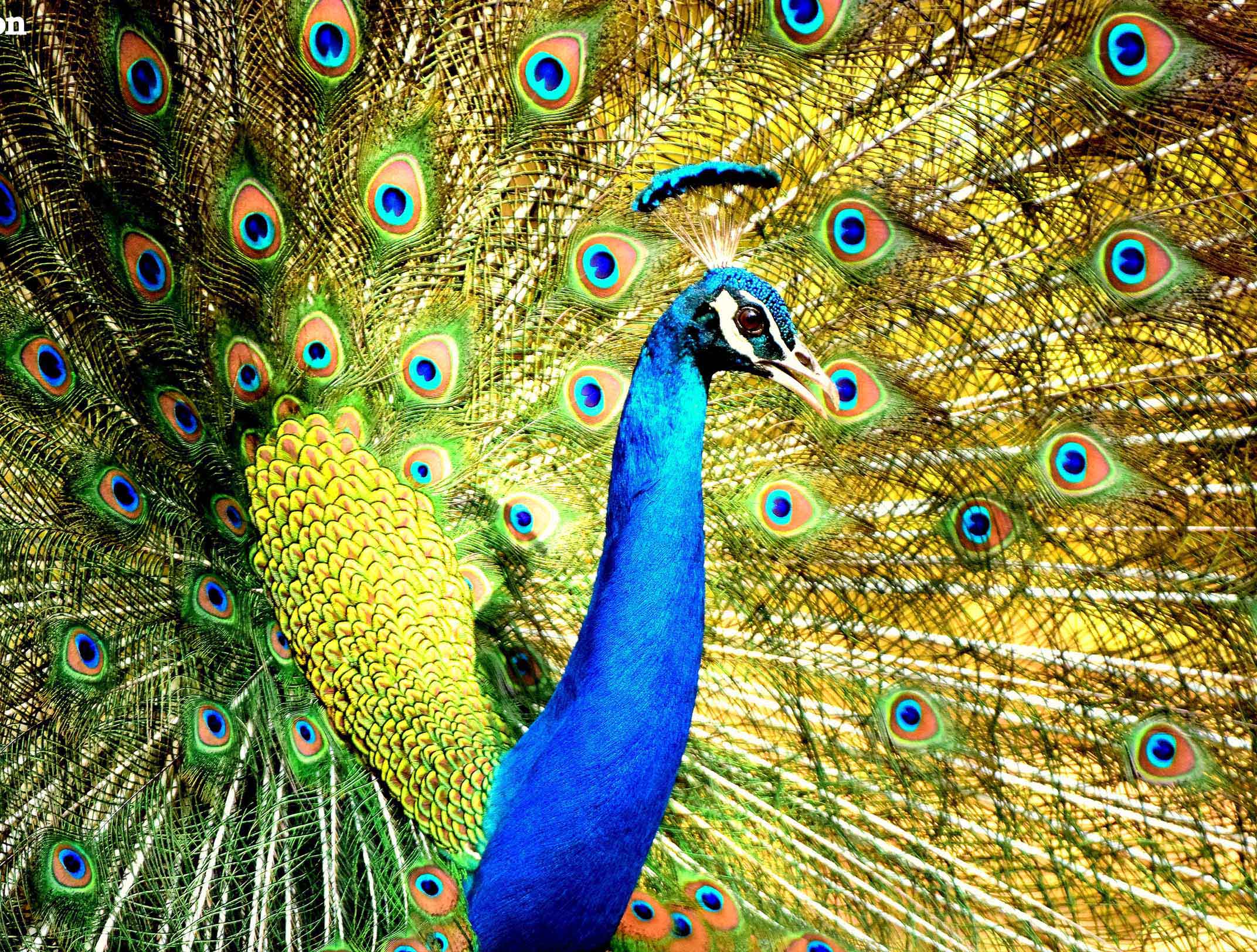 Top 5 things to do in Kanha