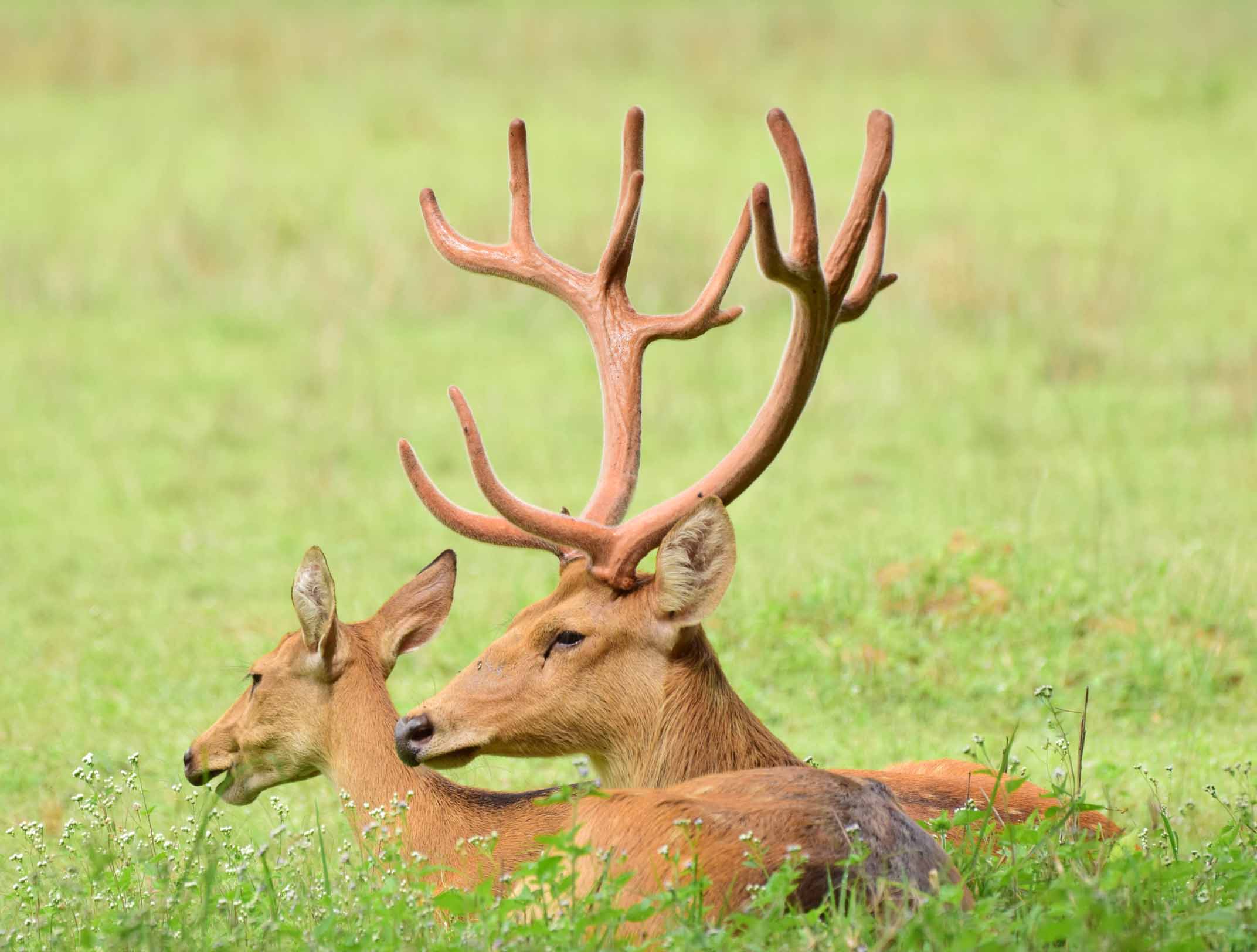 Abount Kanha National Park 