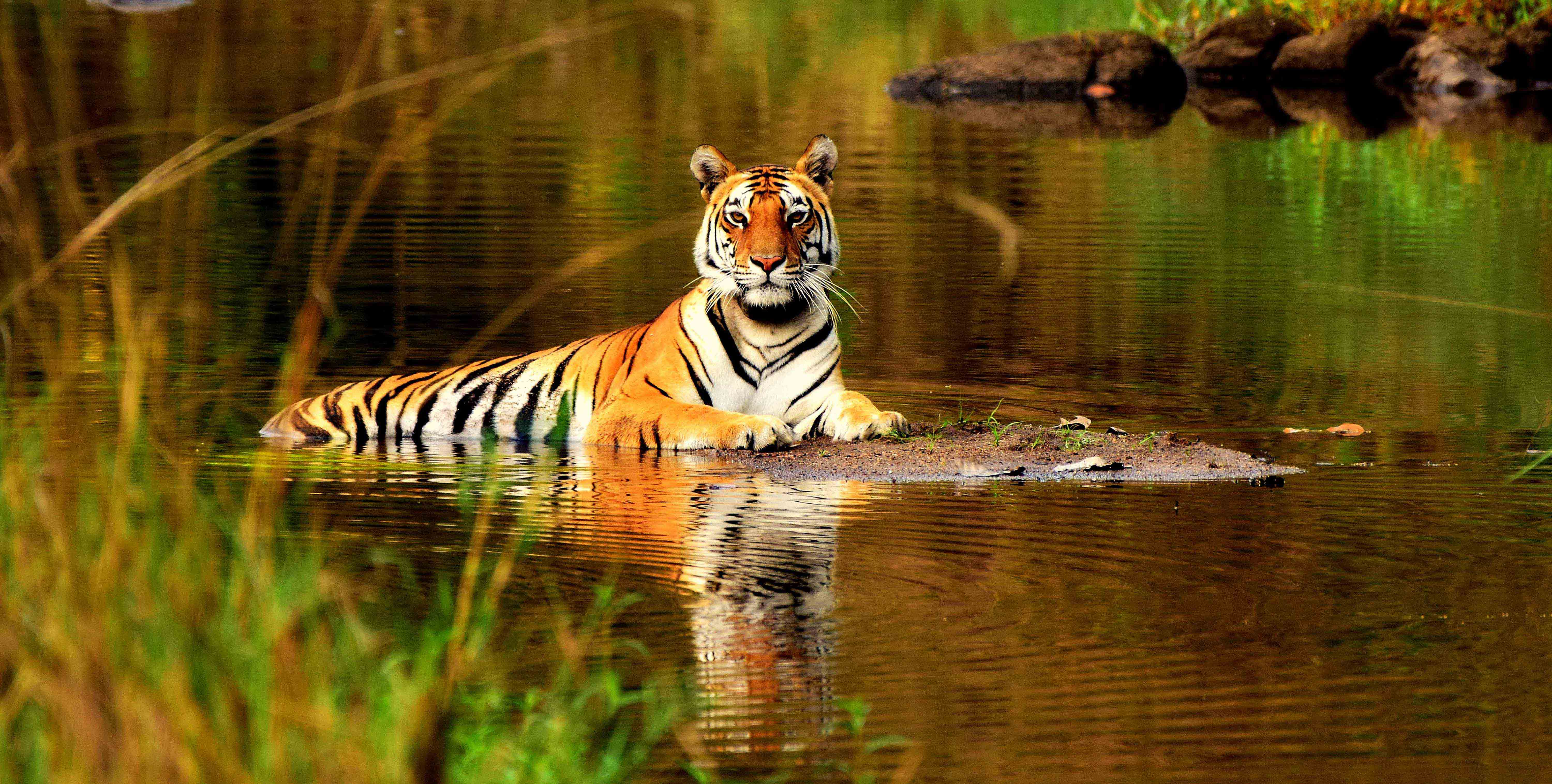 tiger safari meaning