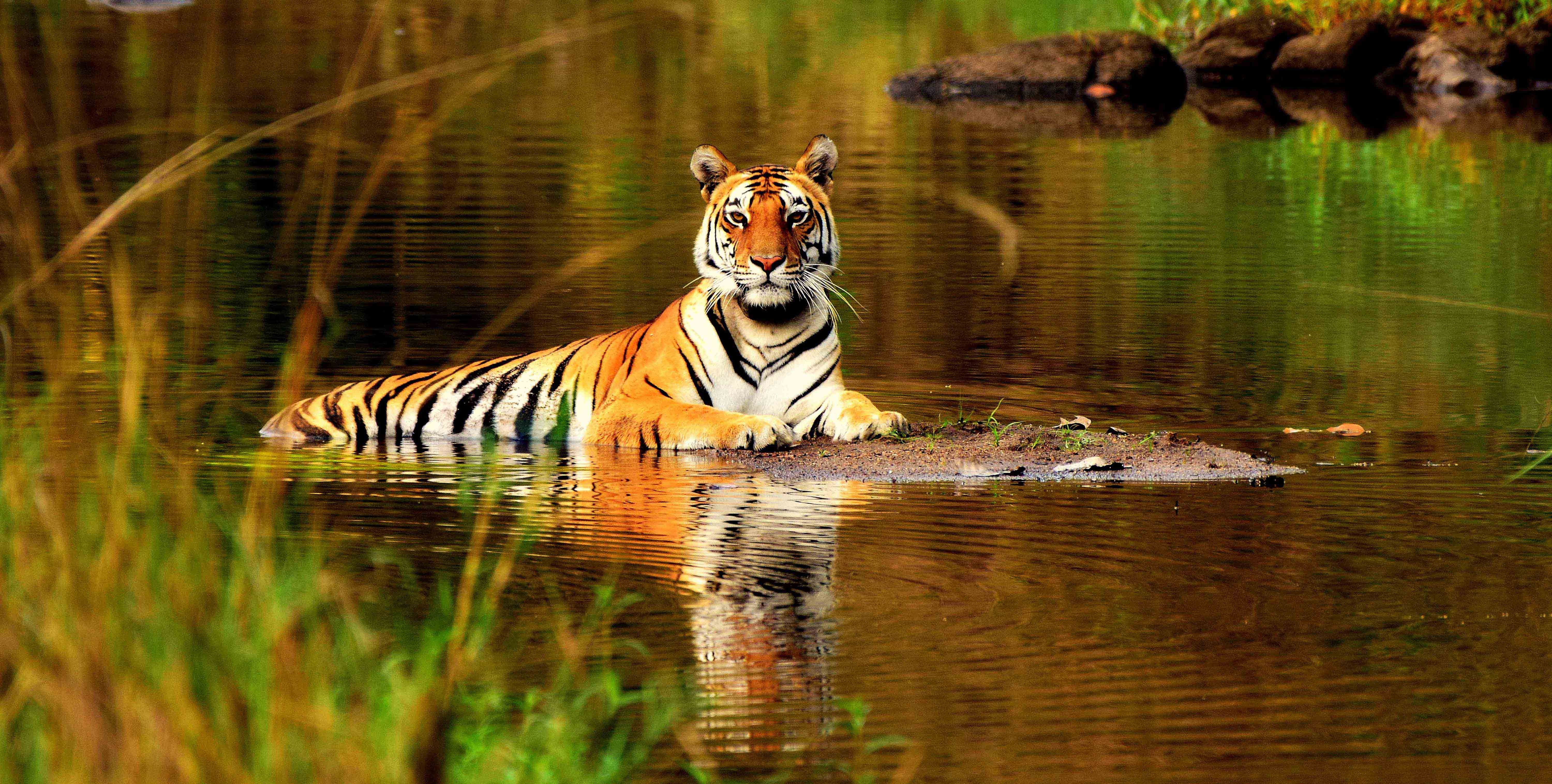 safari tiger head