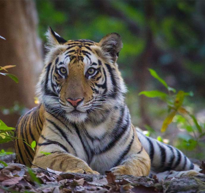 Bandhavgarh-National-Park