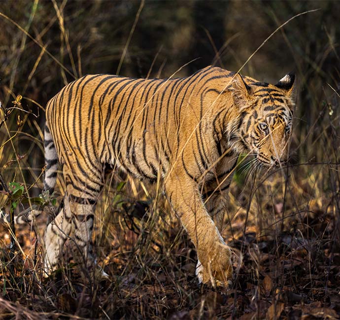 Bandhavgarh-Tiger-Reserve