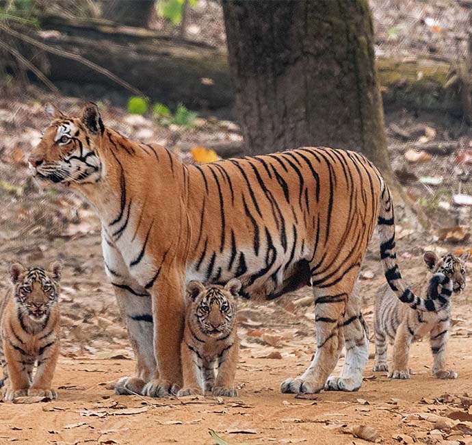 Kanha-National-Park