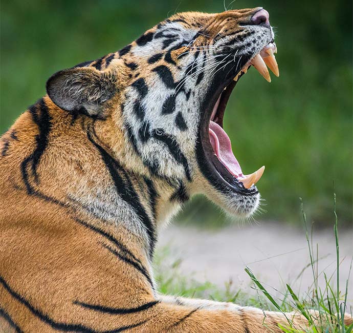 Kanha-Tiger-Reserve-Kanha