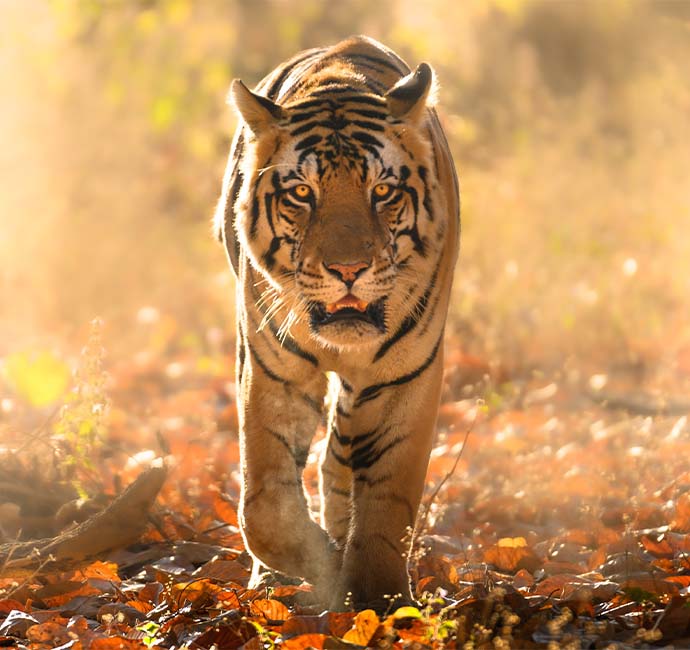 Panna-Tiger-Reserve