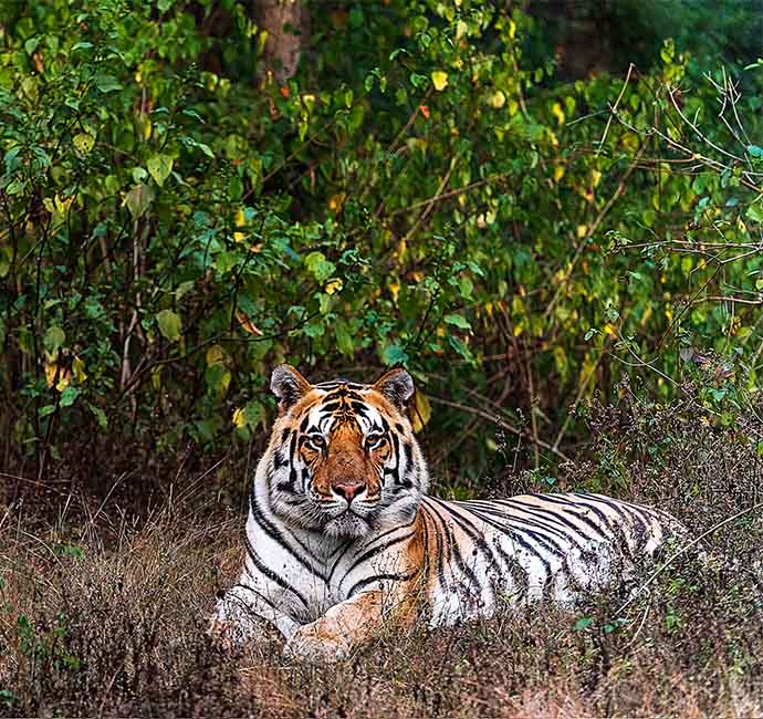 Royal Bengal Tiger - The Biggest Charm of Indian Jungles