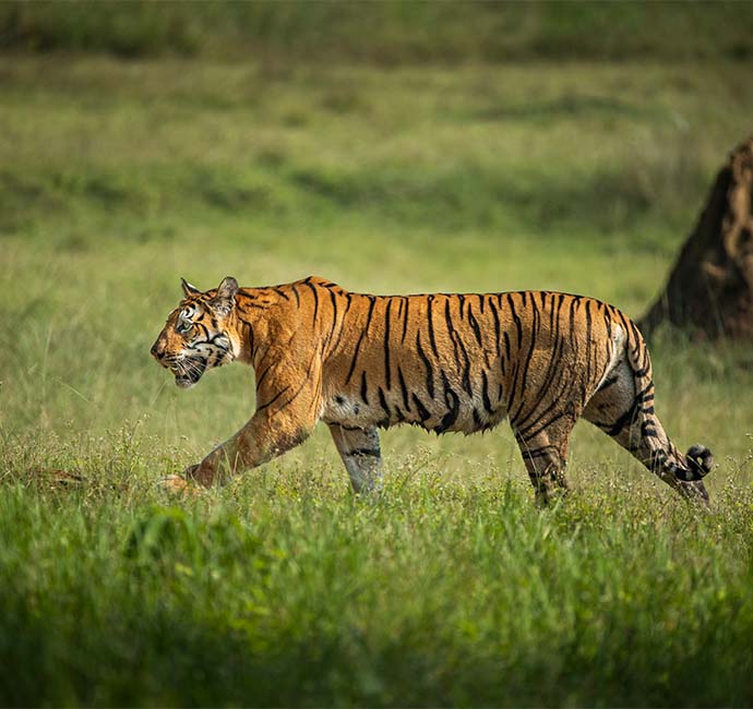 Tadoba-Andhari-Tiger-Reserve