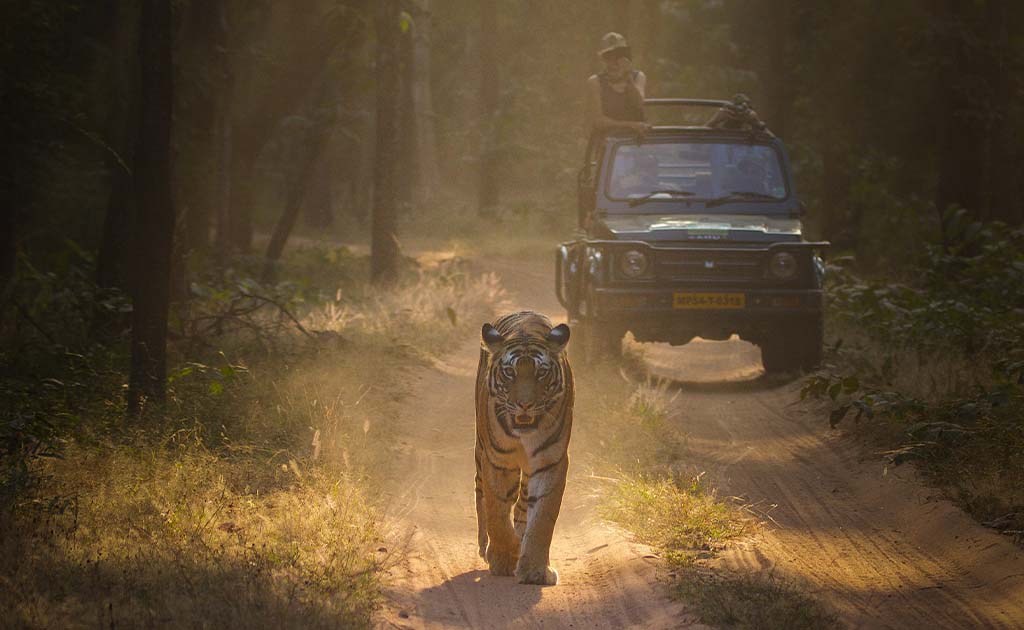 panna-national-park