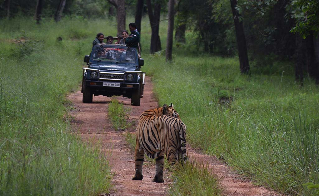 tadoba-national-park